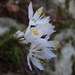 Allium canariense - Photo (c) Daniel Cahen, algunos derechos reservados (CC BY), subido por Daniel Cahen