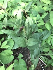 Cypripedium parviflorum
