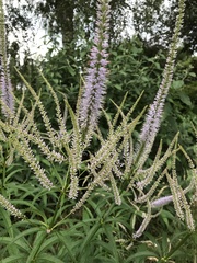 Veronicastrum