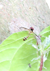 Allobaccha amphithoe