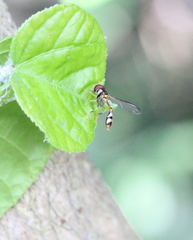 Allobaccha amphithoe