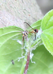 Allobaccha amphithoe