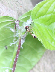 Allobaccha amphithoe