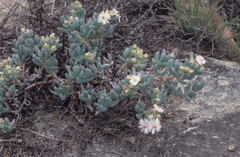 Oscularia lunata