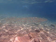 Sardina pilchardus