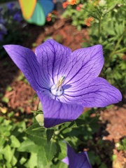 Platycodon