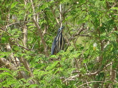 Ixobrychus sturmii