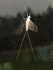 Maccaffertium terminatum