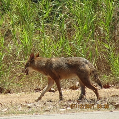 Canis aureus syriacus