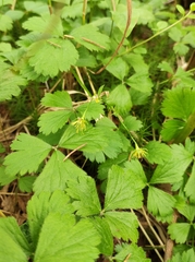Waldsteinia ternata