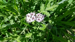 Phacelia hubbyi