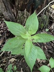 Hybanthus concolor