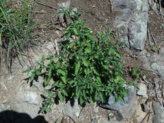 Solanum villosum image