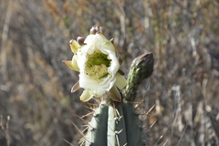 Trichocereus macrogonus peruvianus