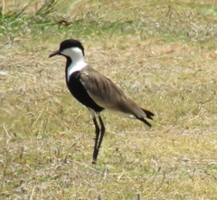 Vanellus spinosus