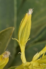 Yermo xanthocephalus