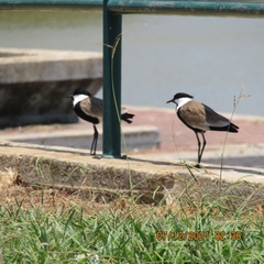 Vanellus spinosus