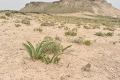 Yermo xanthocephalus