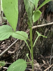 Hybanthus concolor