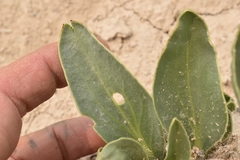 Yermo xanthocephalus