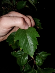 Magnoliopsida