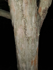 Magnoliopsida