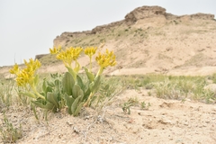 Yermo xanthocephalus