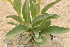 Yermo xanthocephalus