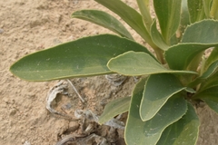 Yermo xanthocephalus