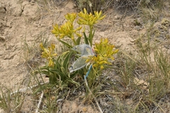Yermo xanthocephalus