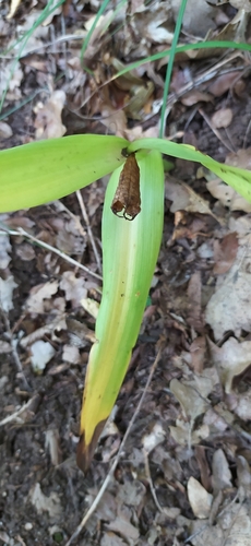 Colchicum umbrosum
