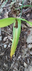 Colchicum umbrosum