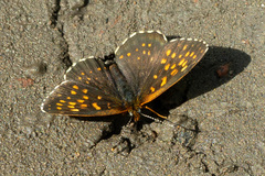 Melitaea diamina