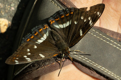 Limenitis populi