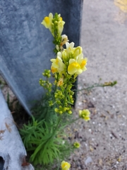 Linaria vulgaris