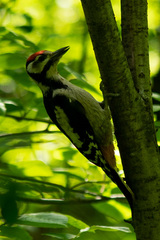Dendrocopos major