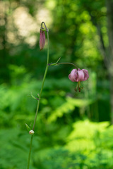 Lilium martagon pilosiusculum