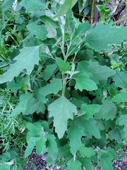 Chenopodium album