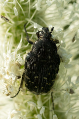 Oxythyrea funesta