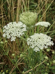 Daucus carota