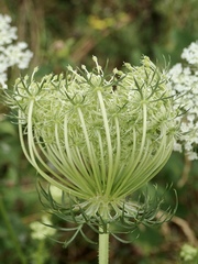 Daucus carota
