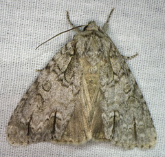 Acronicta spinigera