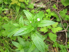 Epilobium roseum