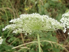 Daucus carota