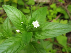 Epilobium roseum