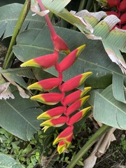 Heliconia rostrata image