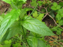 Epilobium roseum