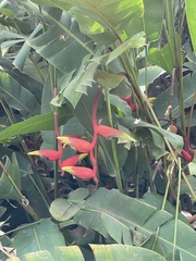 Heliconia rostrata image