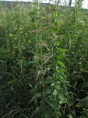 Urtica sondenii