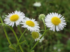 Erigeron annuus